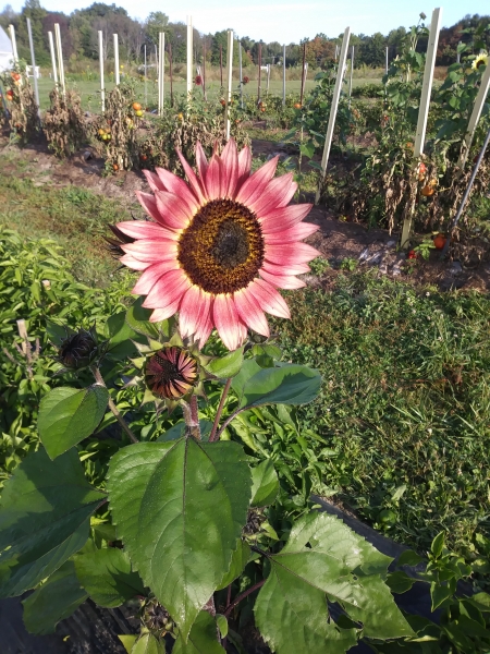Pink sunflower