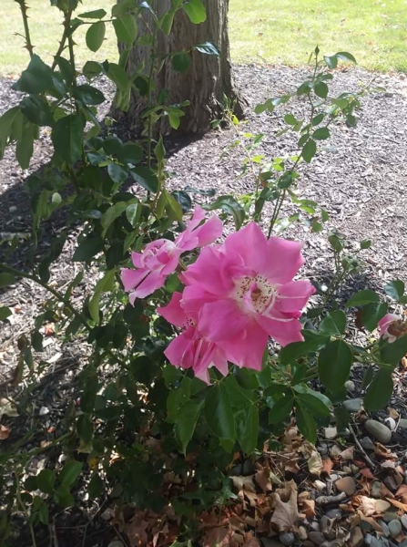 Hiram College flower